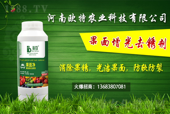 草莓施肥如何避免肥害發(fā)生?早春大棚草莓管理技術(shù)要點(diǎn)!